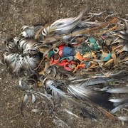 点击查看图片 塑料海洋 A Plastic Ocean