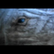 点击查看图片 白鲸记 Moby Dick