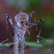 蚊子 Mosquito