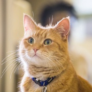 点击查看图片 流浪猫鲍勃 A Street Cat Named Bob
