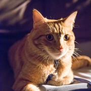 点击查看图片 流浪猫鲍勃 A Street Cat Named Bob