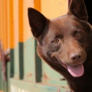 点击查看图片 红犬历险记 Red Dog
