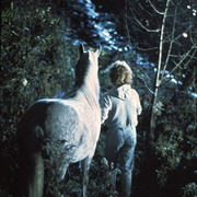 点击查看图片 恋马狂 Equus