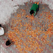 点击查看图片 麻雀之歌 آواز گنجشک ها