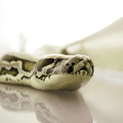 点击查看图片 航班蛇患 Snakes on a Plane