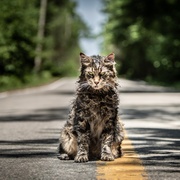 点击查看图片 宠物坟场 Pet Sematary