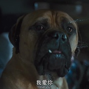 点击查看图片 怪医杜立德 Doctor Dolittle