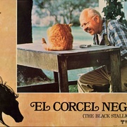 点击查看图片 黑神驹 The Black Stallion
