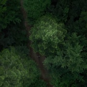 点击查看图片 自杀森林 The Forest