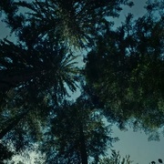点击查看图片 自杀森林 The Forest
