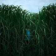 高草丛中 In the Tall Grass