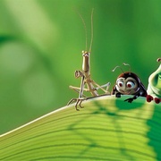点击查看图片 虫虫危机 A Bug's Life