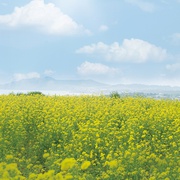 季春奶奶 계춘할망
