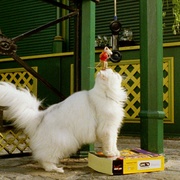 精灵鼠小弟2 Stuart Little 2