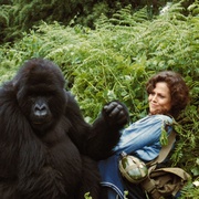 点击查看图片 迷雾森林十八年 Gorillas in the Mist: The Story of Dian Fossey