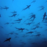 点击查看图片 深蓝 Deep Blue