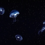 点击查看图片 深蓝 Deep Blue
