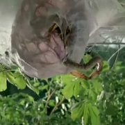 点击查看图片 天外魔蛛 Arachnid