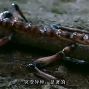 点击查看图片 天外魔蛛 Arachnid