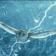 猫头鹰王国：守卫者传奇 Legend of the Guardians: The Owls of Ga'Hoole