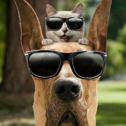 点击查看图片 大丹麦狗马默杜克 Marmaduke
