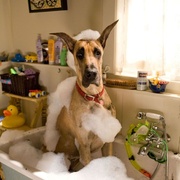 点击查看图片 大丹麦狗马默杜克 Marmaduke