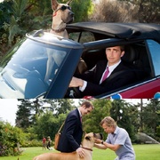 点击查看图片 大丹麦狗马默杜克 Marmaduke