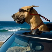 点击查看图片 大丹麦狗马默杜克 Marmaduke