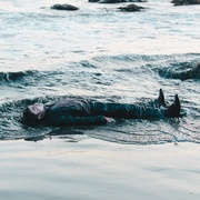 瑞士军刀男 Swiss Army Man