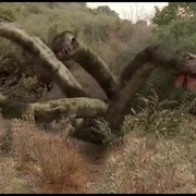 怪蛇 Hydra