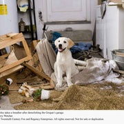 马利和我 Marley & Me