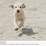 马利和我 Marley & Me