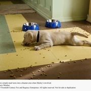 马利和我 Marley & Me