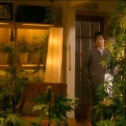 点击查看图片 我家种大麻 Growing Op