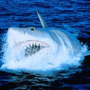 大白鲨4 Jaws: The Revenge