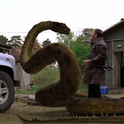 点击查看图片 狂蟒之灾4 Anaconda 4: Trail of Blood