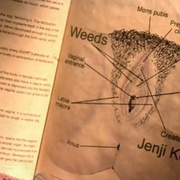 点击查看图片 单身毒妈 第五季 Weeds Season 5