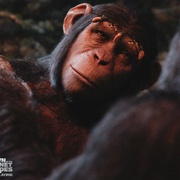 点击查看图片 猩球崛起2:黎明之战 Dawn of the Planet of the Apes