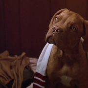 点击查看图片 古惑丑拍档 Turner & Hooch