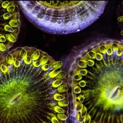 追逐珊瑚 Chasing Coral