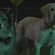 点击查看图片 马利与我2 Marley & Me: The Puppy Years
