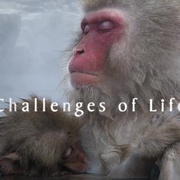 点击查看图片 生命 Life