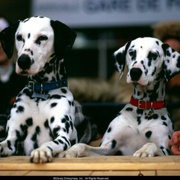 点击查看图片 102真狗 102 Dalmatians