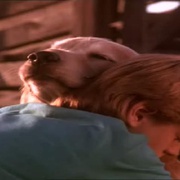 点击查看图片 看狗在说话 Homeward Bound: The Incredible Journey
