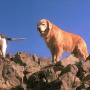 点击查看图片 看狗在说话 Homeward Bound: The Incredible Journey