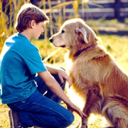 点击查看图片 看狗在说话 Homeward Bound: The Incredible Journey