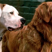 点击查看图片 看狗在说话 Homeward Bound: The Incredible Journey