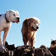 点击查看图片 看狗在说话 Homeward Bound: The Incredible Journey