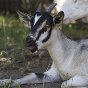 点击查看图片 羊群 Goats