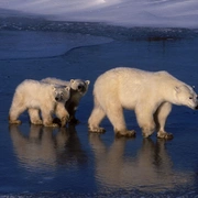 点击查看图片 地球脉动 第一季 Planet Earth Season 1